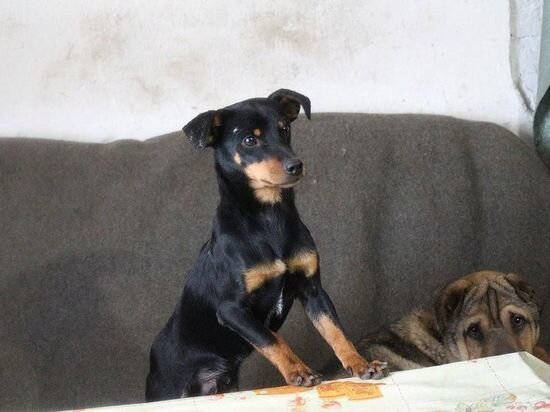     Фото пресс-службы администрации Краснодара