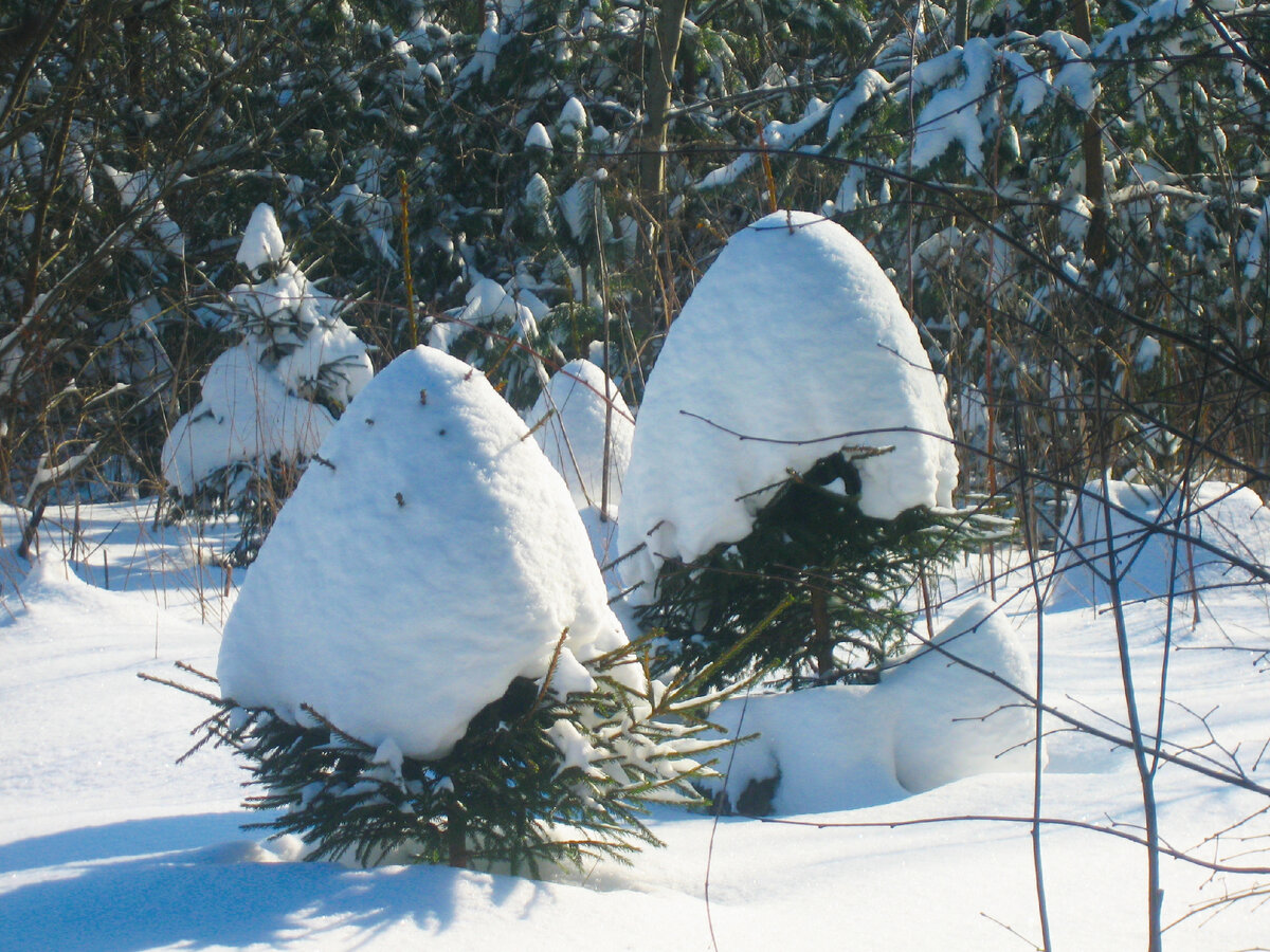 В статье использованы фото автора