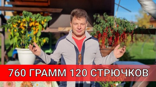 САМЫЙ ОСТРЫЙ и САМЫЙ ДЛИННЫЙ перцы, TML более 120 стручков