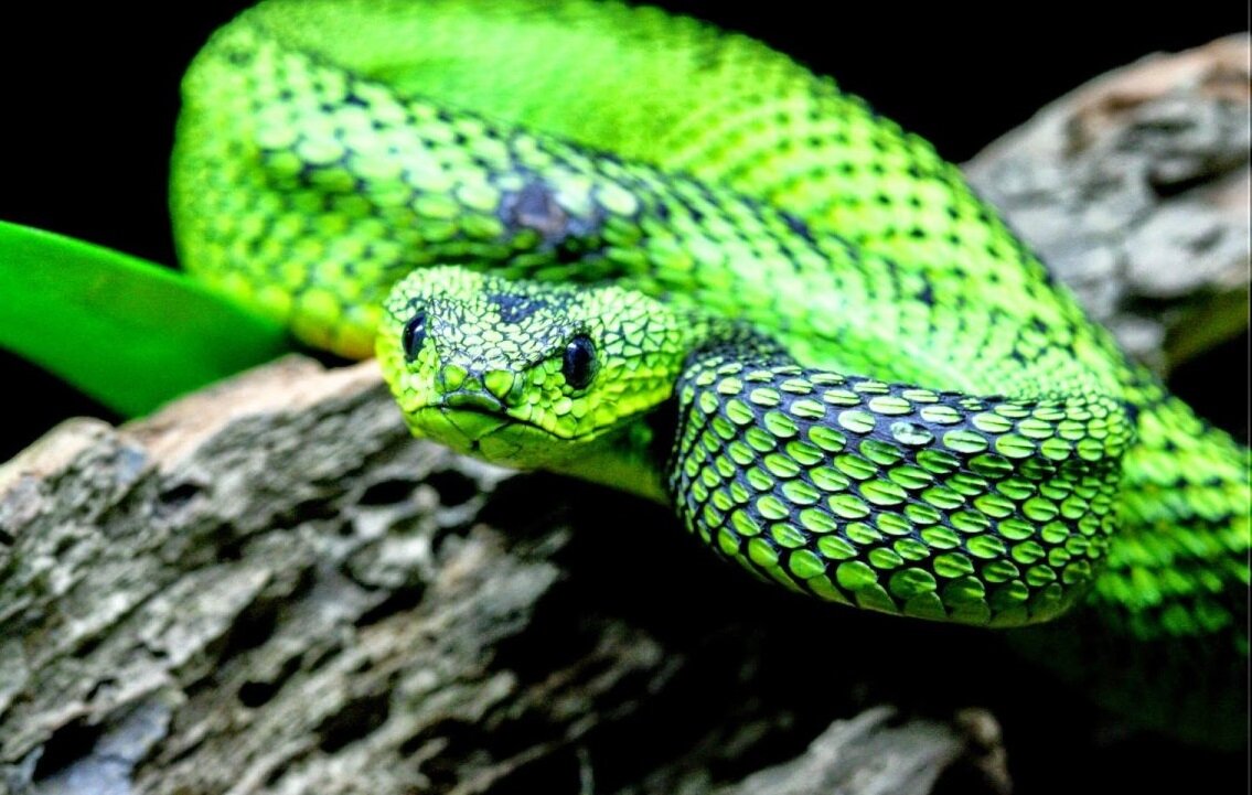 50 фото восхитительных змей