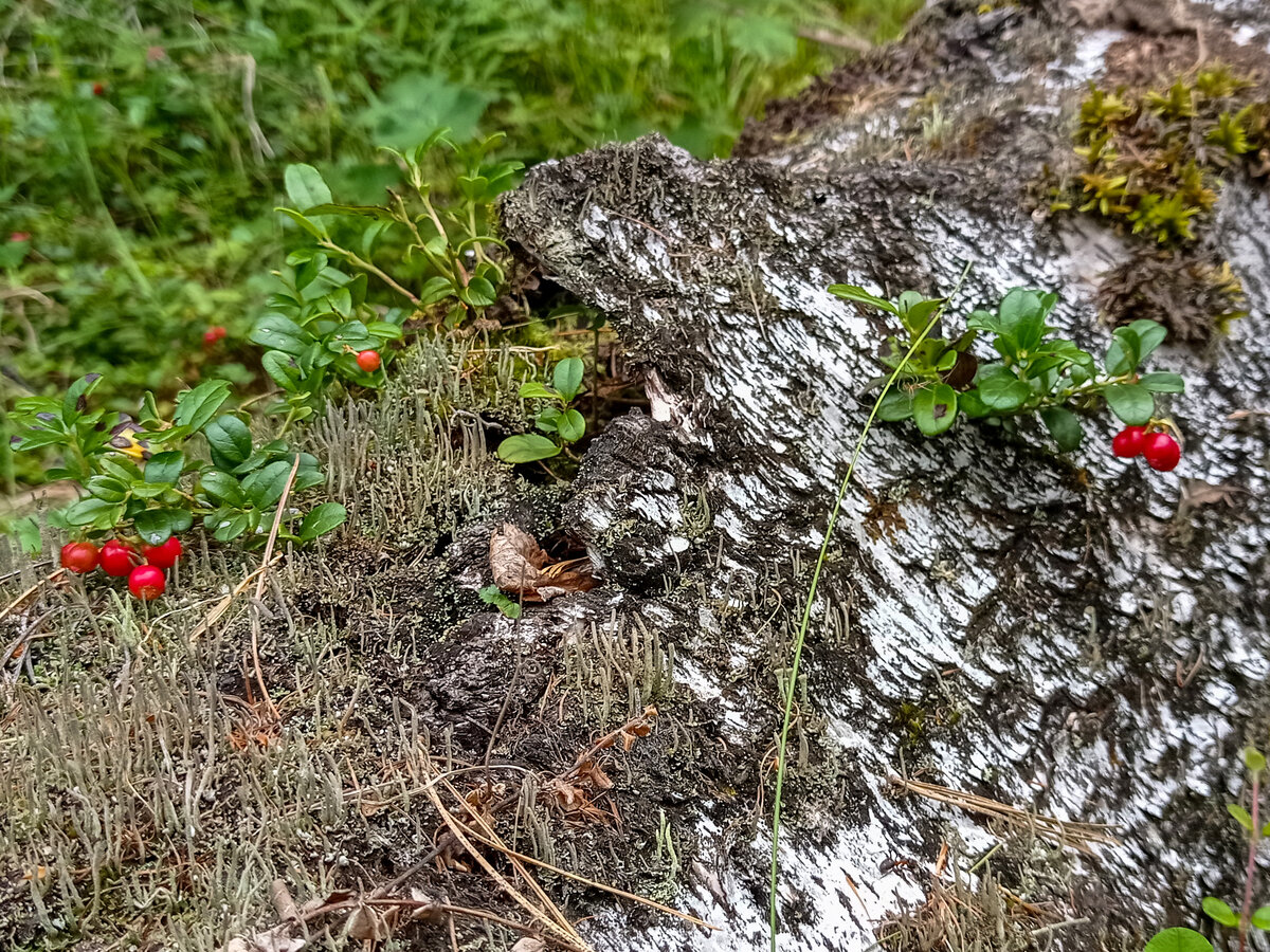 Брусника на старой березе