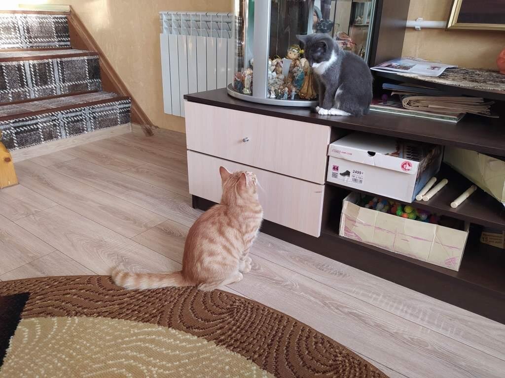 Симба и Муська сначала присматривались друг к другу.