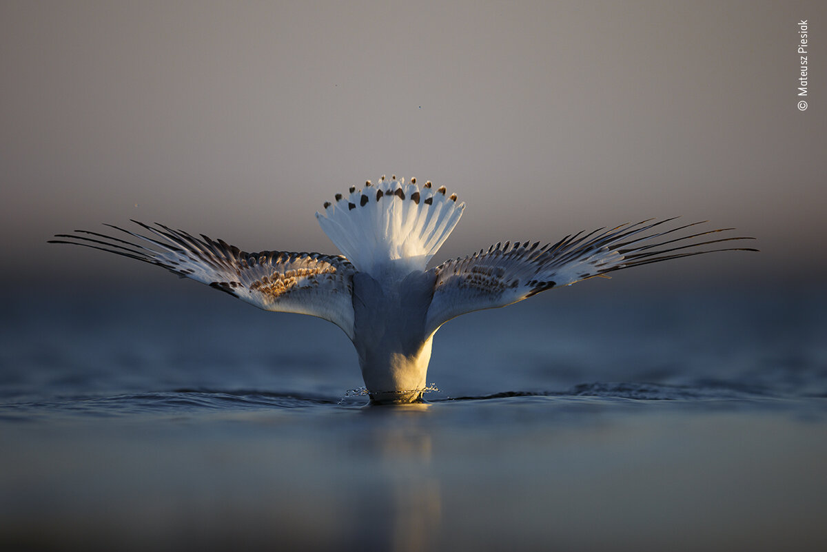 © Mateusz Piesia (Польша) «Красота».
Победитель в категории «Портфолио. Восходящая звезда» | WPY’2022