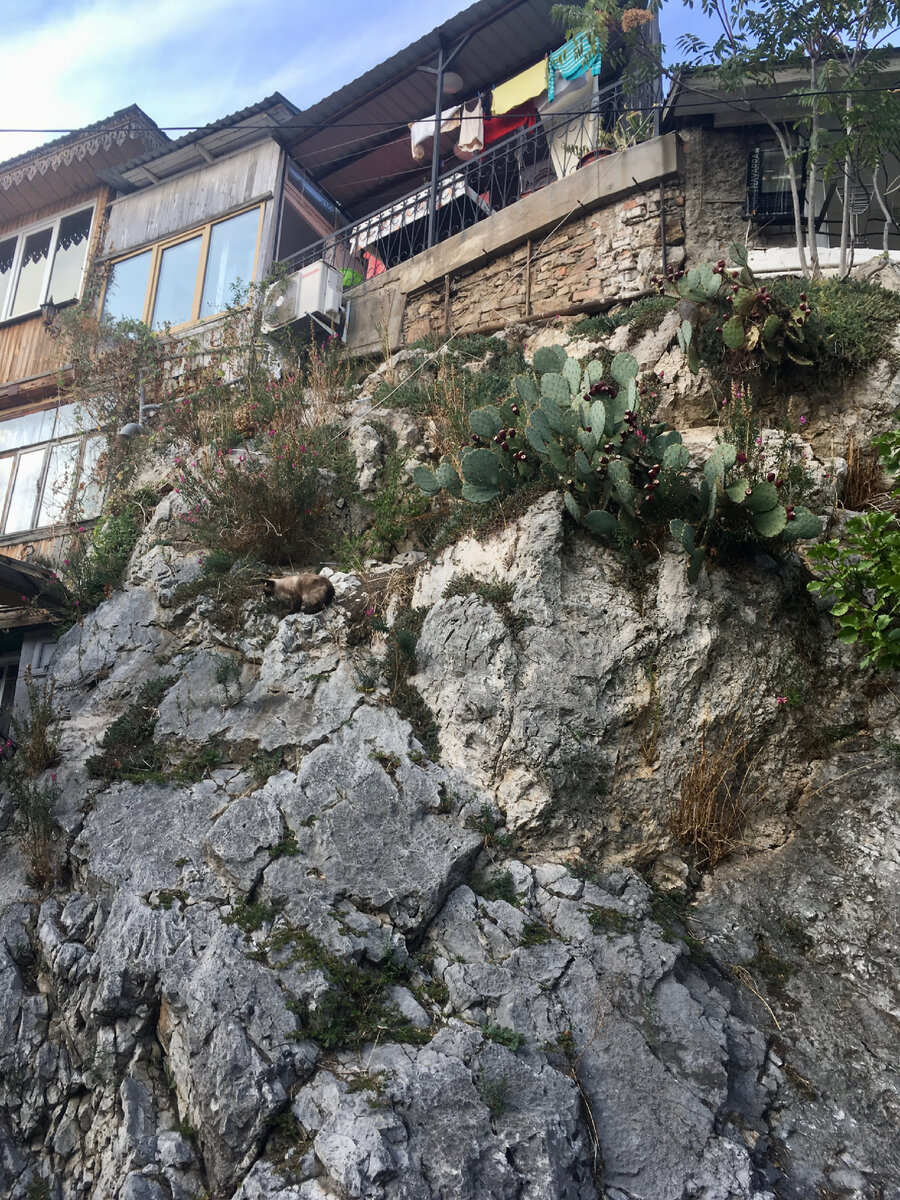 Кактусы 🌵 ,конечно, диковинно здесь смотрятся