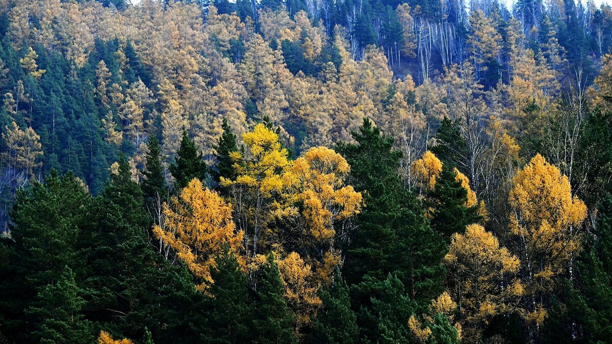    Осень в Красноярском крае© РИА Новости . Илья Наймушин