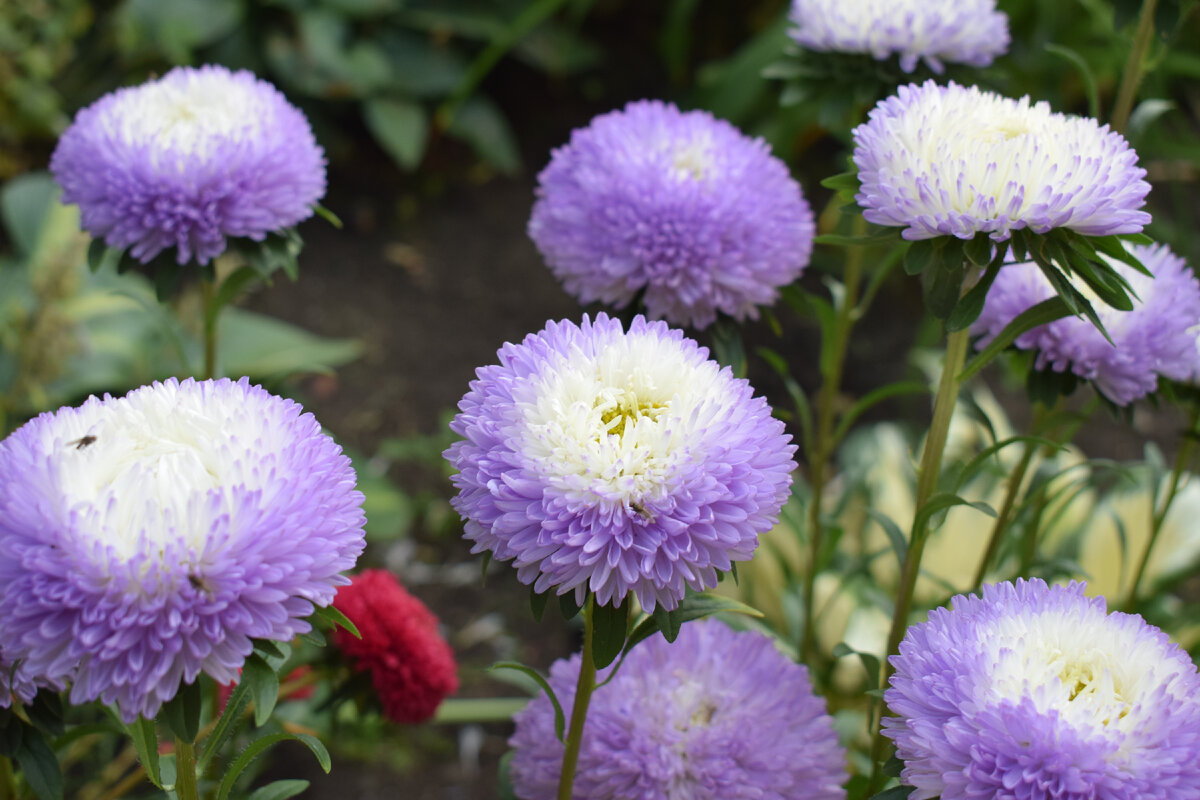 Астра Aster coloradoensis