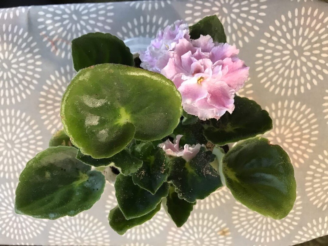 Фиалка Розовая зефирка