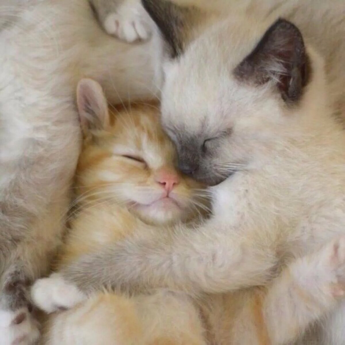 Снежка и Пушок в обнимку у мамы под животом.