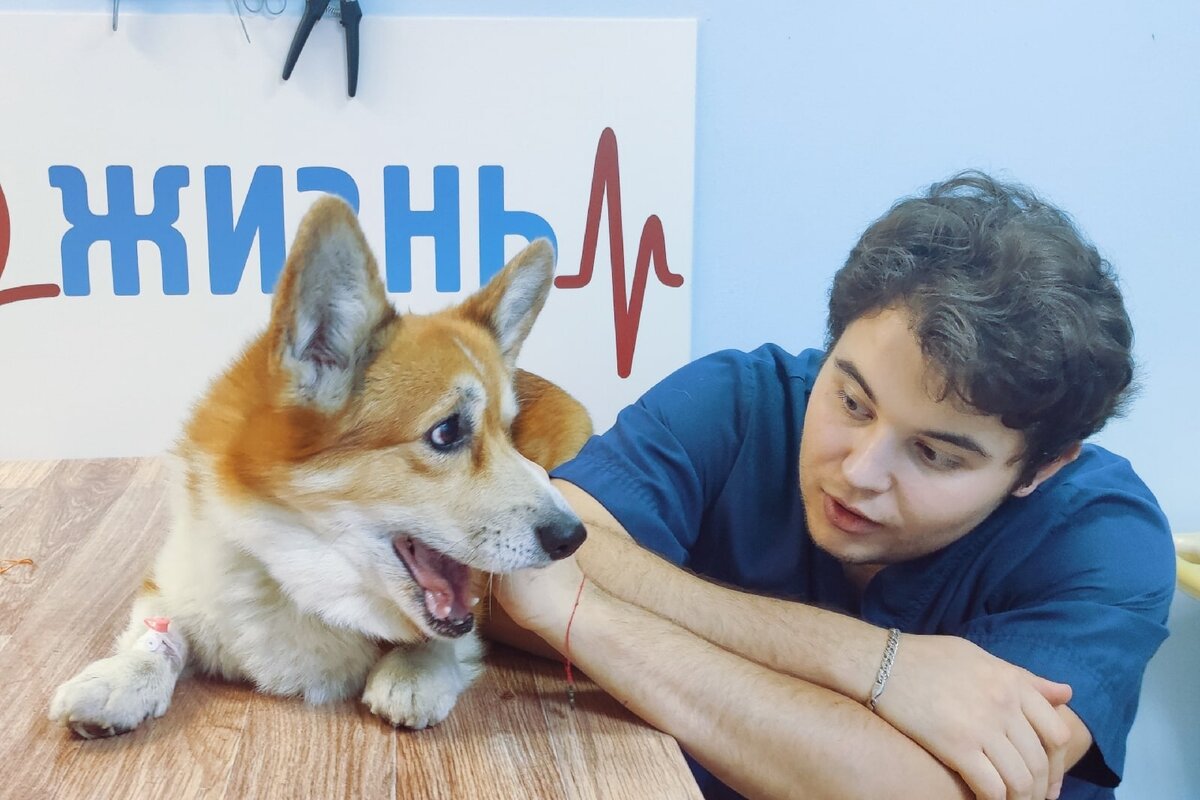 Камни в мочевом пузыре у корги. Ветеринар хирург в Калуге.