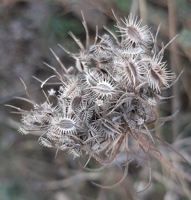    Дагестан: народный «Фюль-фюль» и другие овощные «находки» спустя 55 лет