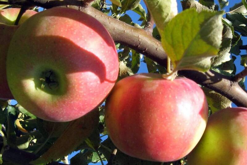 Джонаголд каноническое фото. Далее поймете зачем оно нужно