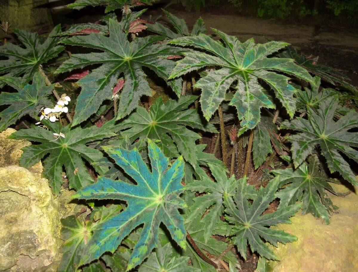 Бегонии в Санкт-Петербургском ботаническом саду. Фото автора