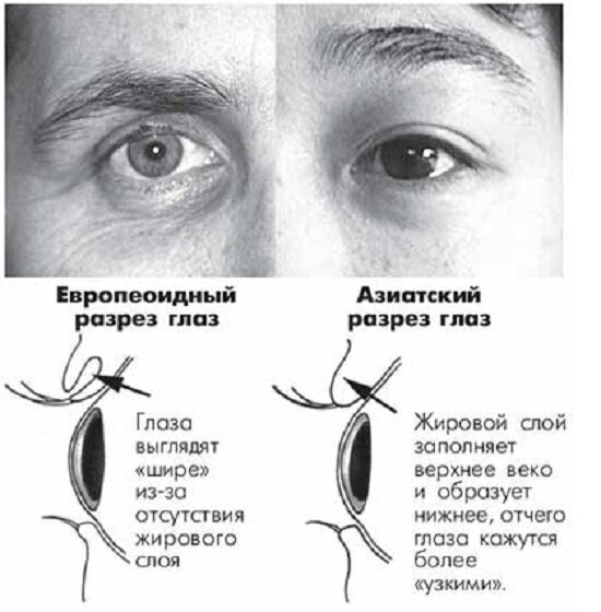 Причины узких глаз у китайцев: наследственность или климат?