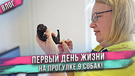 Первый день жизни щенков чихуахуа Капы. Какая она мама?