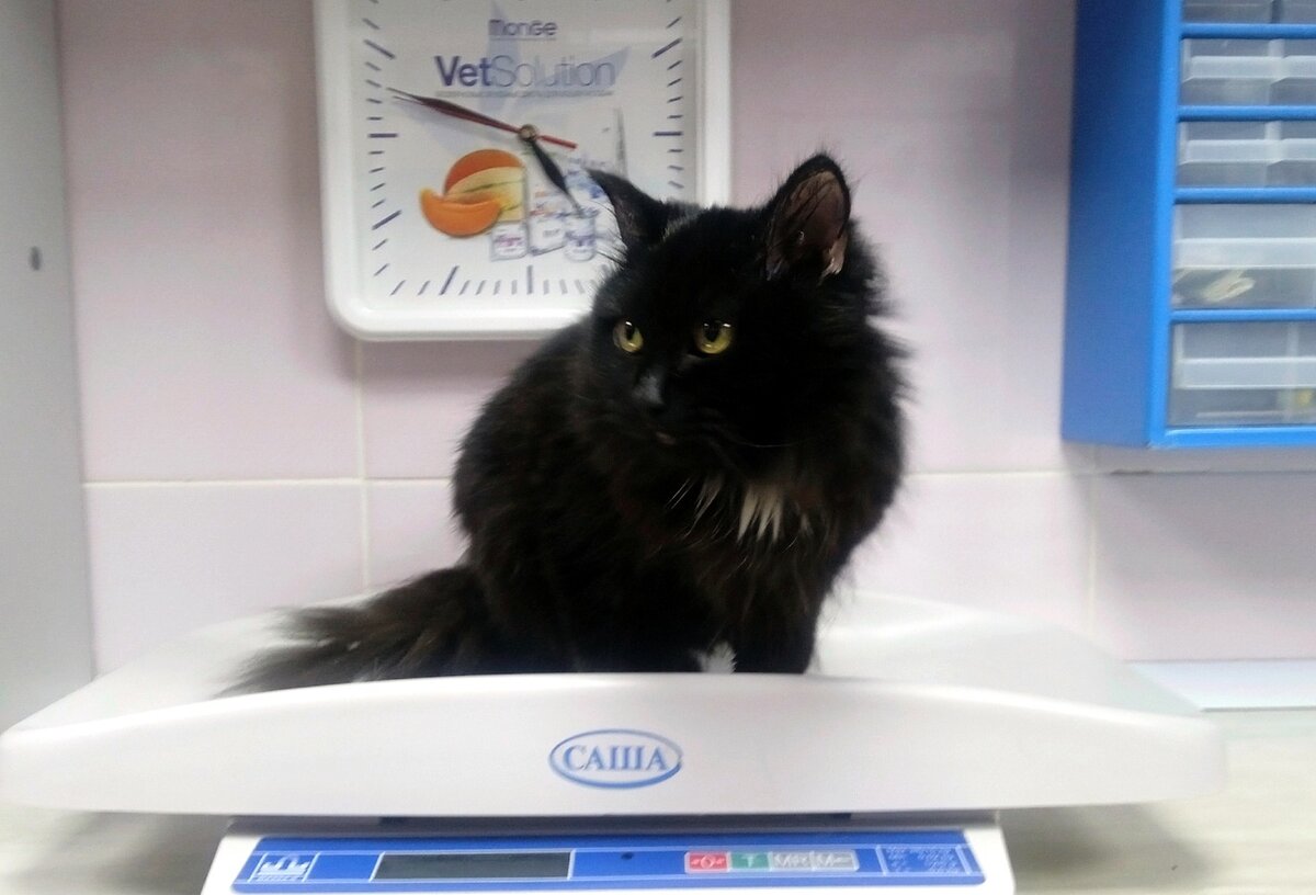 Посещение ветеринара обязательно для всех кошек, которых забираем с улицы