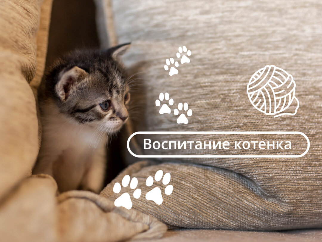 Котят отлучают от кошки в возрасте. Воспитанный котенок. Воспитание кота. Как воспитать котенка. Как коты воспитывают котят.