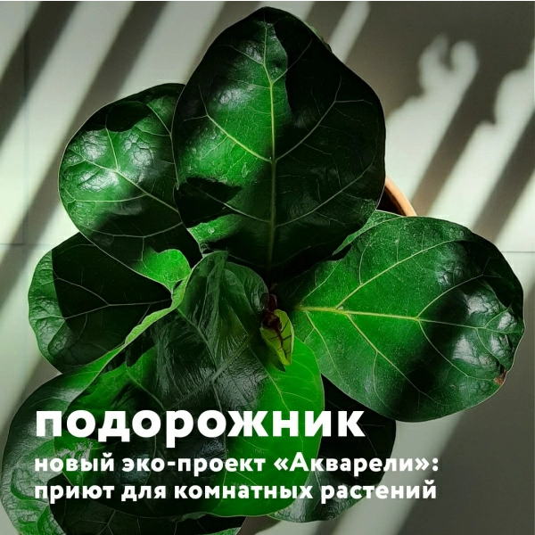 Вот такой картинкой порадовал нас сайт акварели. https://aquarelle-centre.ru/events/pervyy-v-volgograde-priyut-komnatnykh-rasteniy/