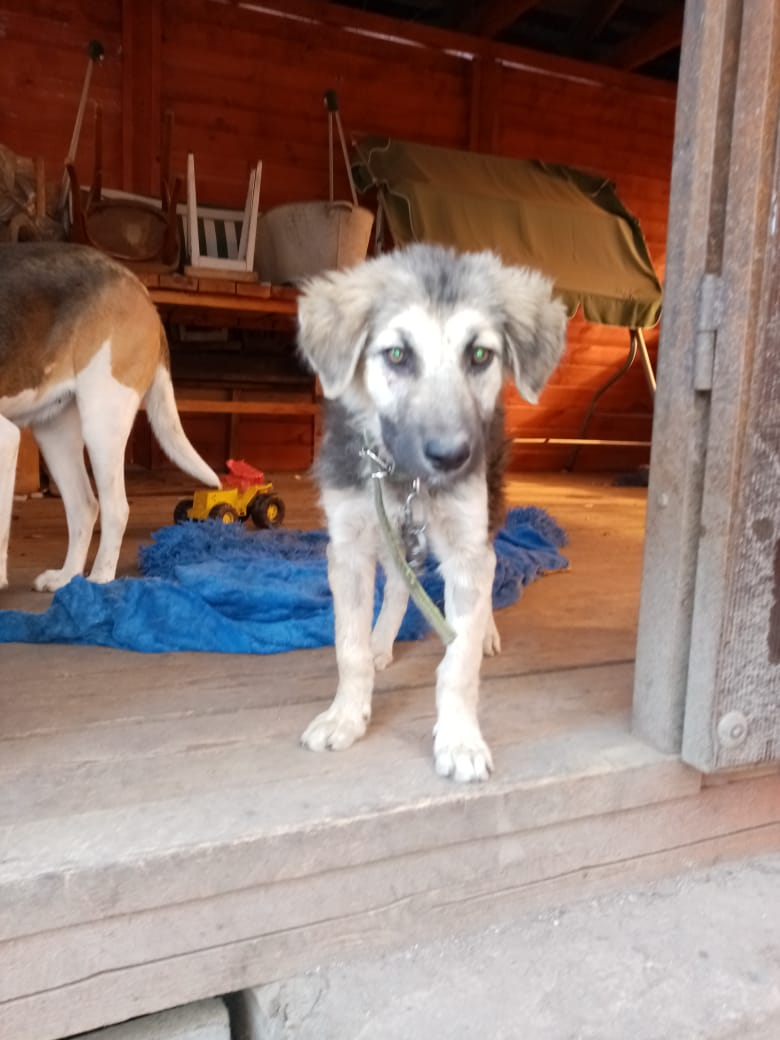 Страшный Одуван