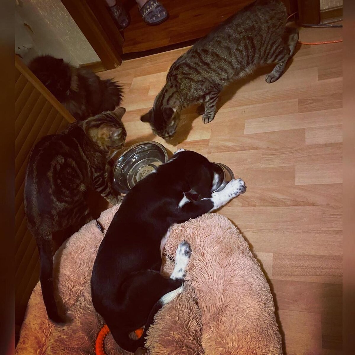 в окружении котов