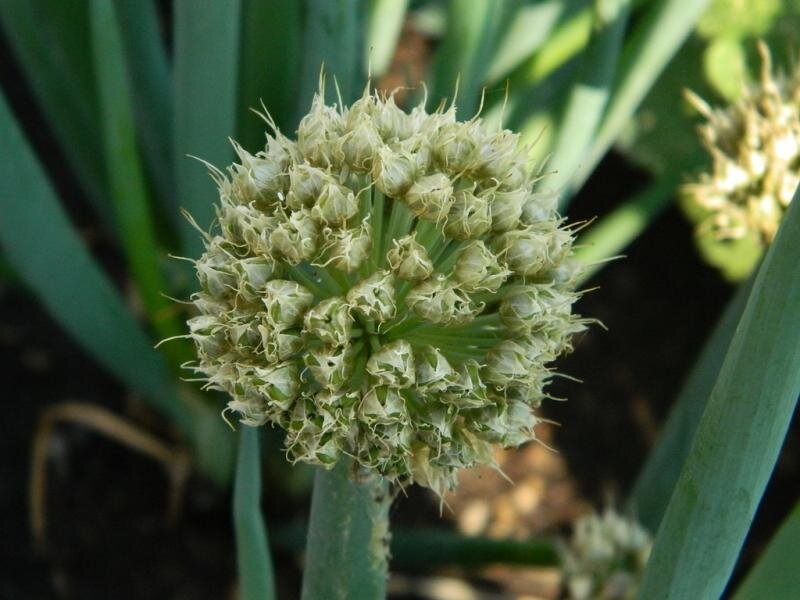 Allium сера