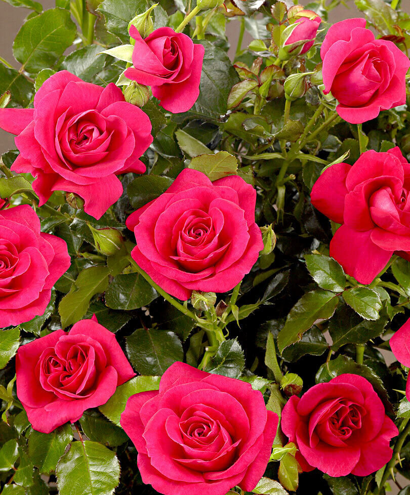 Позаботьтесь о качественном дренировании почвы и своевременном удалении увядших соцветий.