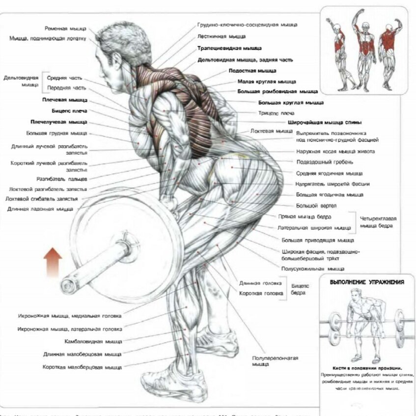  Тяги штанги, стоя в наклоне. Ф. Делавье 《Анатомия силовых упражнений для мужчин и женщин》.
