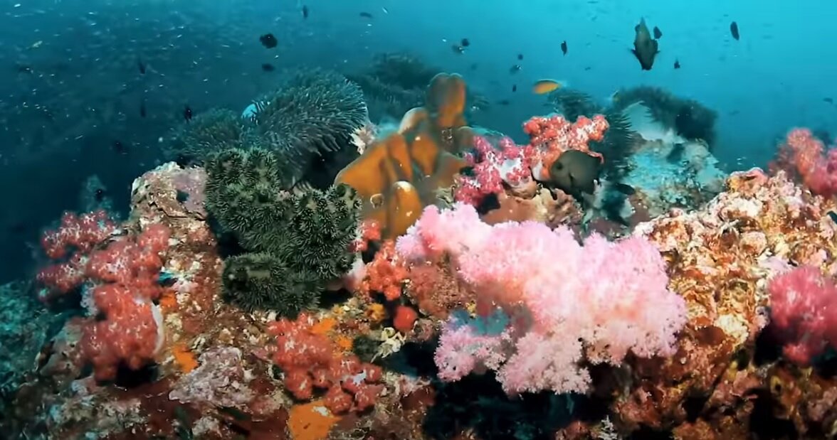 Скриншот из видео