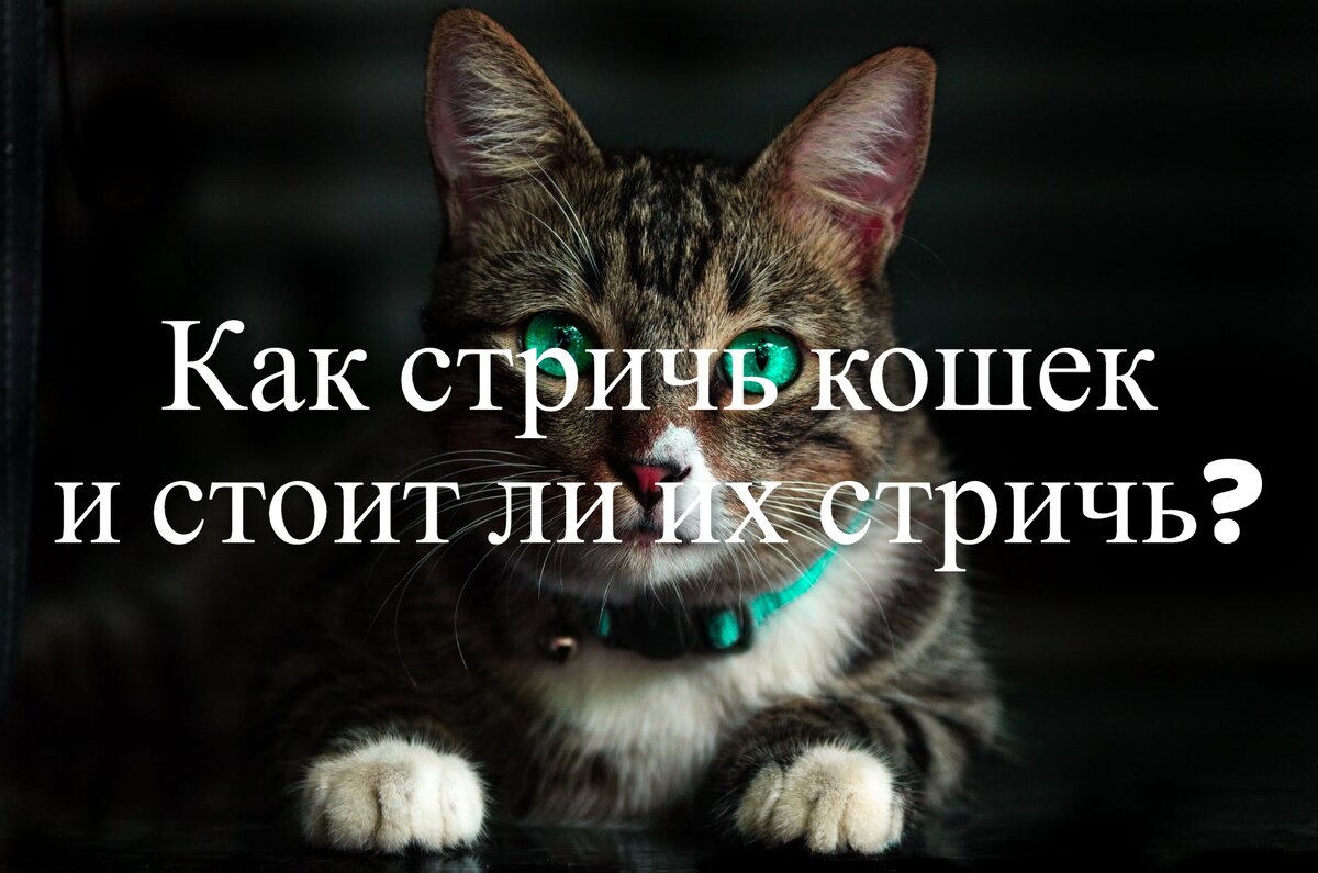 С необходимостью стричь собак все уже давно не просто смирились, но и нашли в этом явлении какие-то проявления искусства. Это теперь целая отрасль, огромная ниша со своими специалистами, экспертами и мастерами. А что на счет кошек? Надо ли их стричь? А стоит ли? Не повлияет ли это на их здоровье и психическое равновесие?