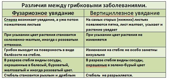 Различить фузариозное и вертициллезное увядание легко.