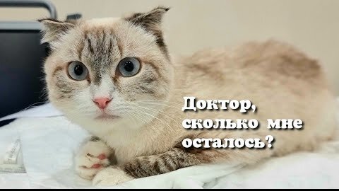 Кошка из приюта заболела раком 😢 спасём девочку?