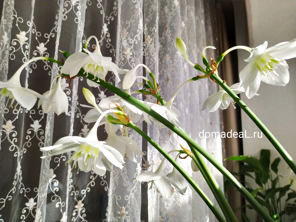 цветение эухариса