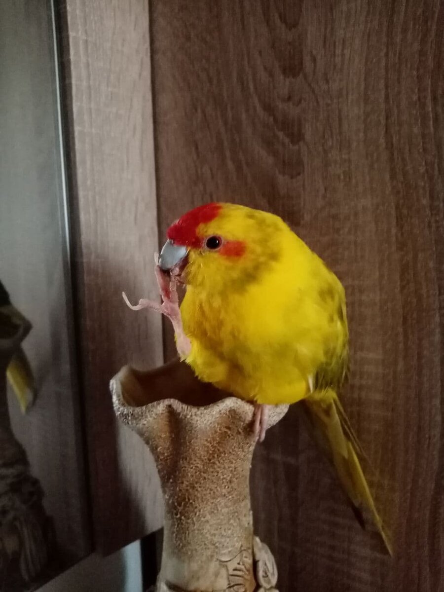 Петя. Фото автора