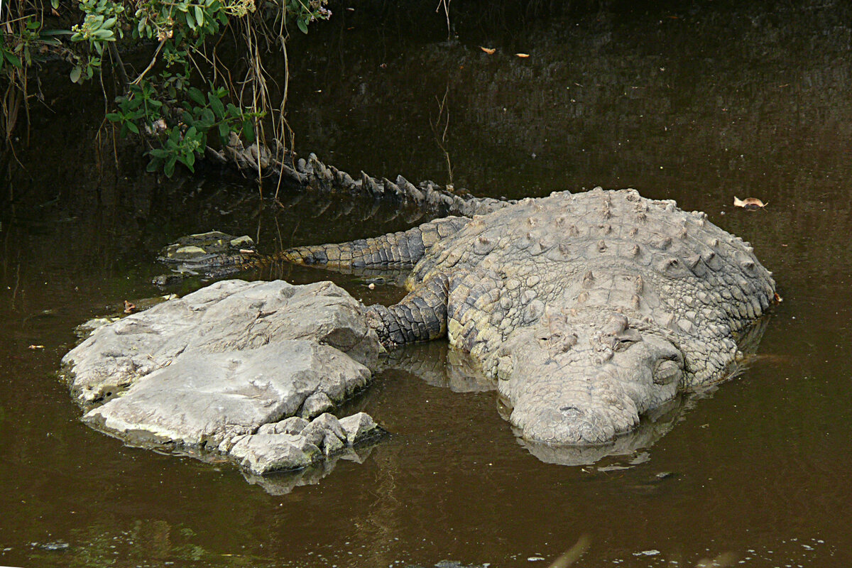 Малагасийский нильский крокодил. Сытый крокодил. Большой крокодил фото. Крокодилы замбези. Нильские крокодилы в египте.