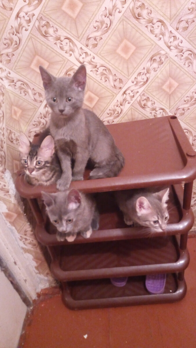 Верхняя полка: Юрик и Черный. Вторая: с белыми лапками - Кроха, рядом - Серый. Тут им уже примерно полтора месяца