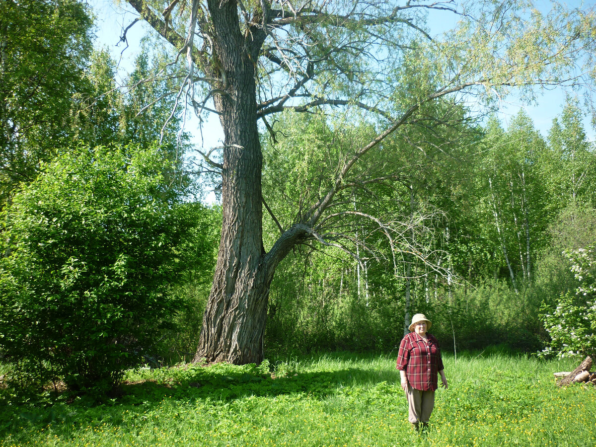 Как я «телушку» за «полушку» продавала Сегодня все мы пенсионеры в связи с короновирусом все больше находимся в своих квартирах и домах. Времени свободного много, есть возможность и в прошлом покопаться. Я все больше на яндекс дзен зависаю делюсь своими небольшими историями как из своей жизни, так и из жизни своих знакомых. Читаю истории других таких же доморощенных пискак и радуюсь, что часто много интересного узнаю для себя. На днях наткнулась на один из советов бразильского писателя Пауло Коэльо. Привожу его совет почти полностью. «Не смейте корить себя за совершенные поступки. Это не вы их совершили. Это жизнь выстроилась таким образом, что принять другое решение было невозможным. Все сложилось так как должно было.» Возможно и мой поступок из этой же серии. 
История, о которой я хочу рассказать произошла в лихие 90-ые. Не знаю где как, но в нашем регионе зарплату по полгода не выдавали, некоторым платили досками, цементом, или хлебом если была мука. Две старенькие родительницы моя мама и свекровь получая свою мизерную пенсию помогали другим детям, у кого вообще ничего в это время не было. Что бы как-то прожить решили мы с мужем корову купить. Муж бывший военный взял в руки пилу и колун. Дрова старушкам пилил и колол так на коровку и заработал. Через год и прибавление появилось, потом и еще, и еще. А здесь попадаю я в больницу. Лежим уколы принимаем за жизнь разговариваем. Одна из соседок по палате и говорит. У меня сена много наготовлено, а кормит некого. Денег нет купить скотинку. А то я бы её держала. А я ей да возьми у меня телку, она скоро огуляется, да отелиться и будет тебе чем детей кормить. Деньги отдашь, когда будут. Когда вышла соседка из палаты мне от других больных досталось. Кто у виска крутил, кто дурой называл. Человека не знаешь, а что творишь? Муж конечно тоже был в шоке, но телку отдал. Проходит несколько месяцев. Звонит мне моя так называемая покупательница и говорит: Телка не огулялась, мы ее зарезали деньги привезу, как только мясо продам. Ну слава Богу думаю хоть что -то получу, а то я уже со всем распрощалась и с телкой, и с деньгами. Приезжает моя покупательница с деньгами и тут начинается самое интересное. Положила она деньги на стол, но сумму не всю которую мы обговаривали, а только ту что якобы за вырученное мясо получила и говорит: - вы мне хотя бы 500 рублей дайте я ведь за ней ухаживала. И что вы думаете, я словно не я, чужим твердым голосом говорю-нет. Покупательница встает, ничего не говорит, молча выходит из дома и идет к калитке, я иду следом. Она останавливается у калитки оборачивается и почему-то целует меня в губы. Представляете!!! Я оторопело как робот возвращаюсь в дом. Примерно часа через полтора захожу в комнату беру деньги со стола пересчитываю и у меня вдруг возникает вопрос, а почему я не отдала ей 500 рублей? Она ведь действительно ухаживала за ней и корм истратила. Этот вопрос как заноза вдруг засел у меня в мозгах. Все, кто меня знает не поверил бы что я смогла так поступить. Я и не такие деньги отдавала, а тут такое… Почему не отдала? Для меня это было невероятным, непонятным и страшным. Поздно осенью у нас загорается солома, сгорают сараи, сгорает крыша дома и сильно обгорает одна стена. Скотину муж успел выгнать из горящих сараев, но пришлось и ее пустить под нож. Когда прощались с коровкой оба с мужем не смогли сдержать слез. У нас были очень умные животные. Дом мы отремонтировали, животных больше не заводили, а500 рублей я положила в церковную кружку. Почти тридцать лет прошло с тех пор, но время от времени этот вопрос всплывал и не давал мне покоя. Возможно сегодня после совета Пауло Коэльо моя душа успокоиться. Все сложилось так как должно было. Возможно это были уроки, которые мы все вместе проходили. А что думаете и скажете мне вы?
