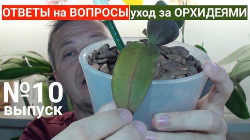 Что делать, если у орхидеи вялые листья