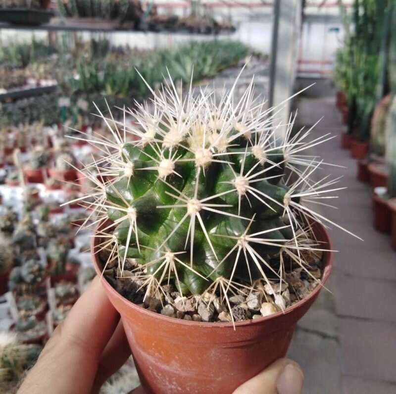 Кактус (лат. Cactaceae Juss.)