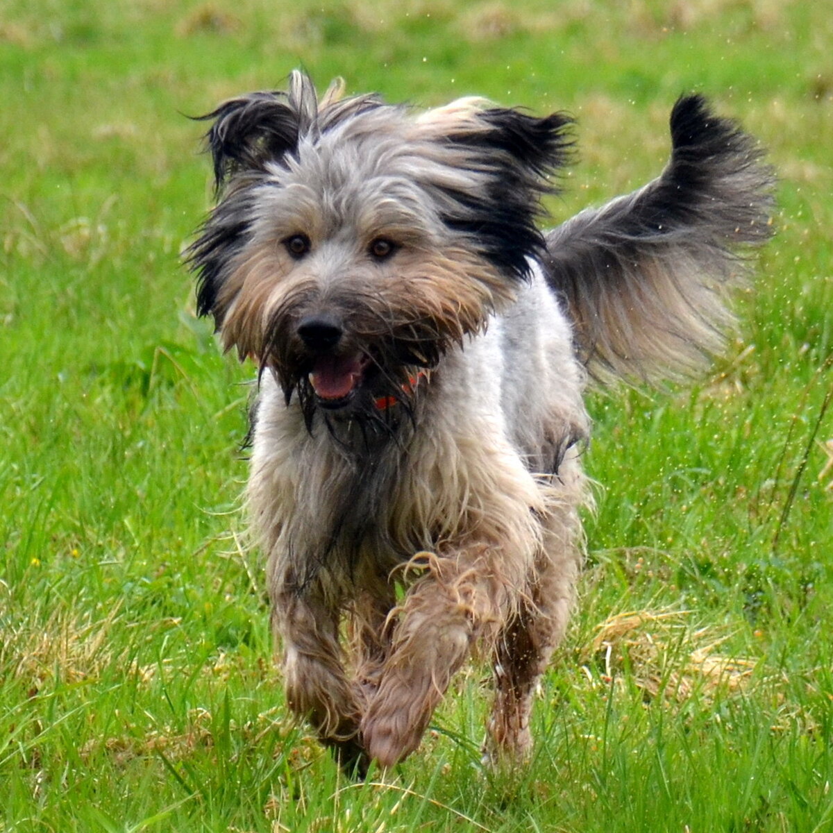 Мой бывшеприютский пес во время прогулки. Фото из личного архива