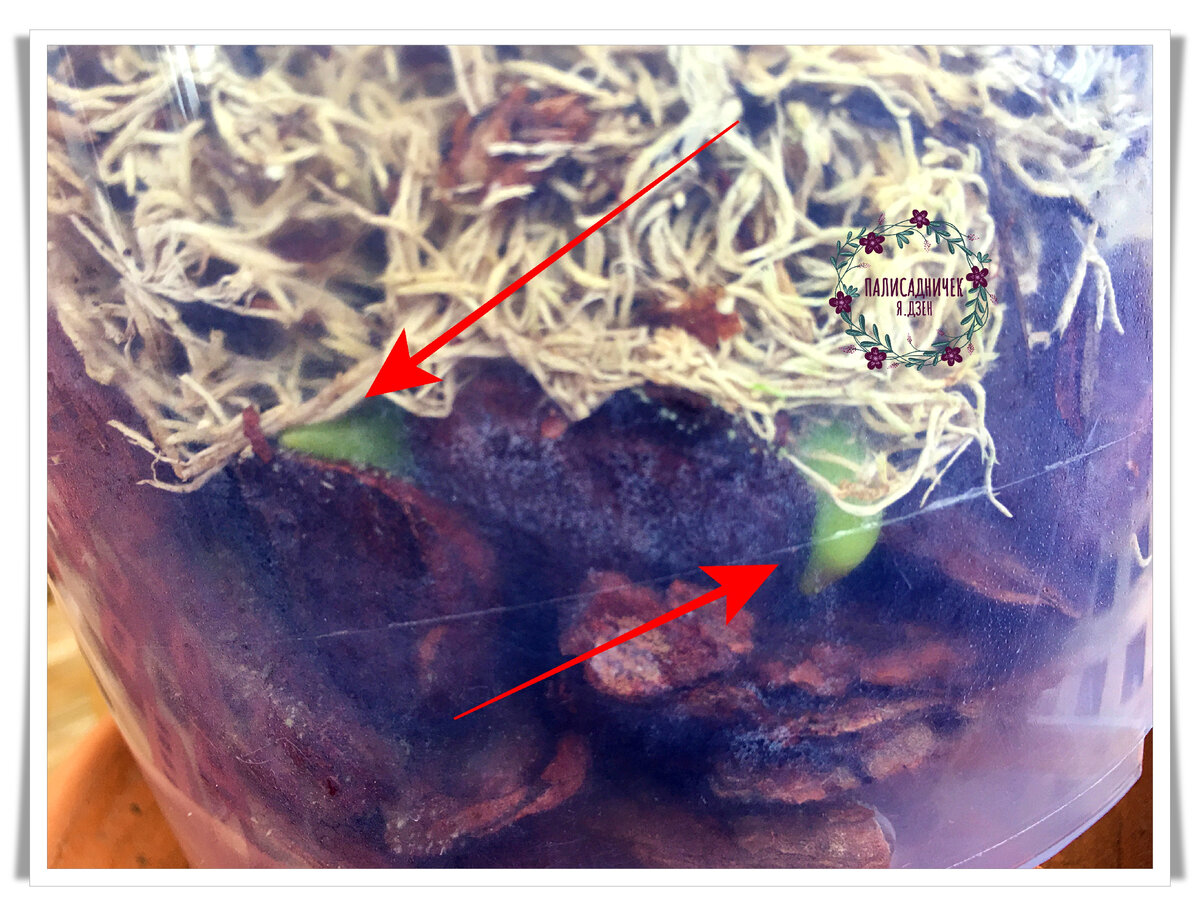 Обещанные два. Ну а дальше — вторая орхидеечка. Листайте. ⏩⏩