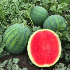 Гибрид Синсемия F1