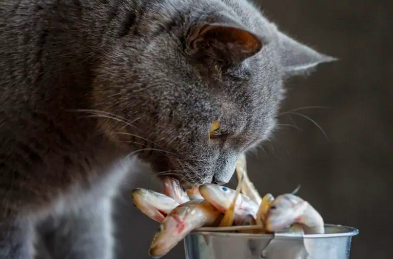 Почему кошки любят рыбу?