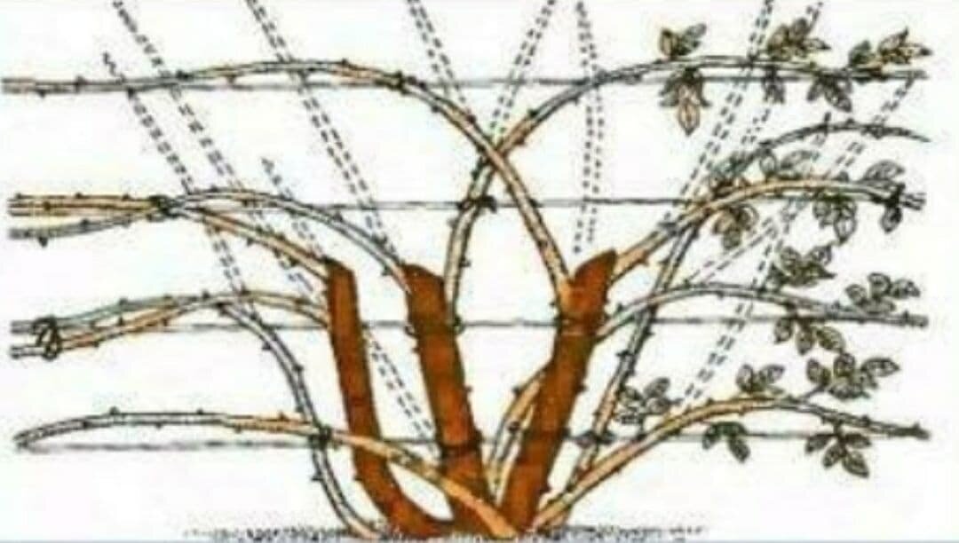 схема обрезки плетистой розы. формировка плетистой розы. побеги плетистой розы. формировка плетистых роз. формировка куста плетистой розы.