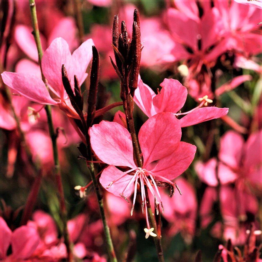 Crimson Butterfly. Фото с сайта: https://clck.ru/YwDQJ.