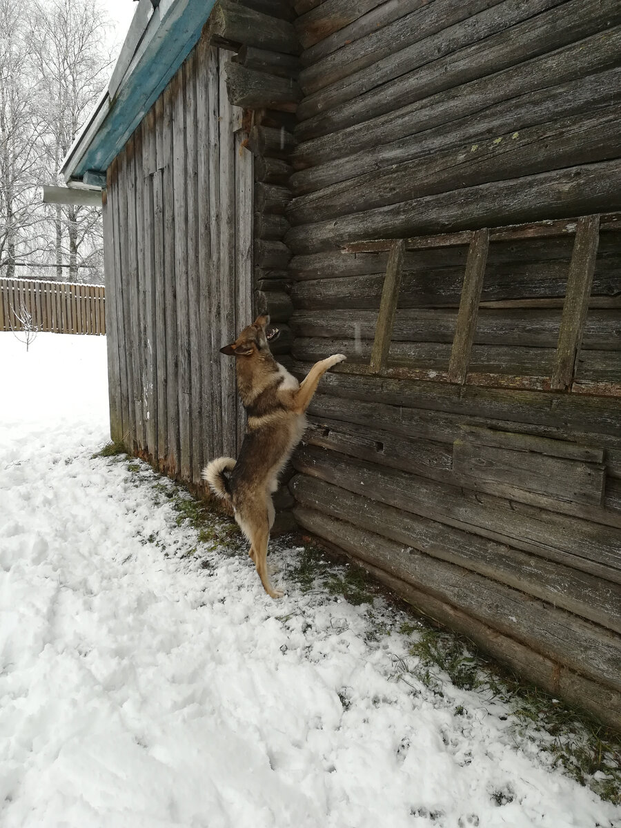 этот дом облюбовала куница