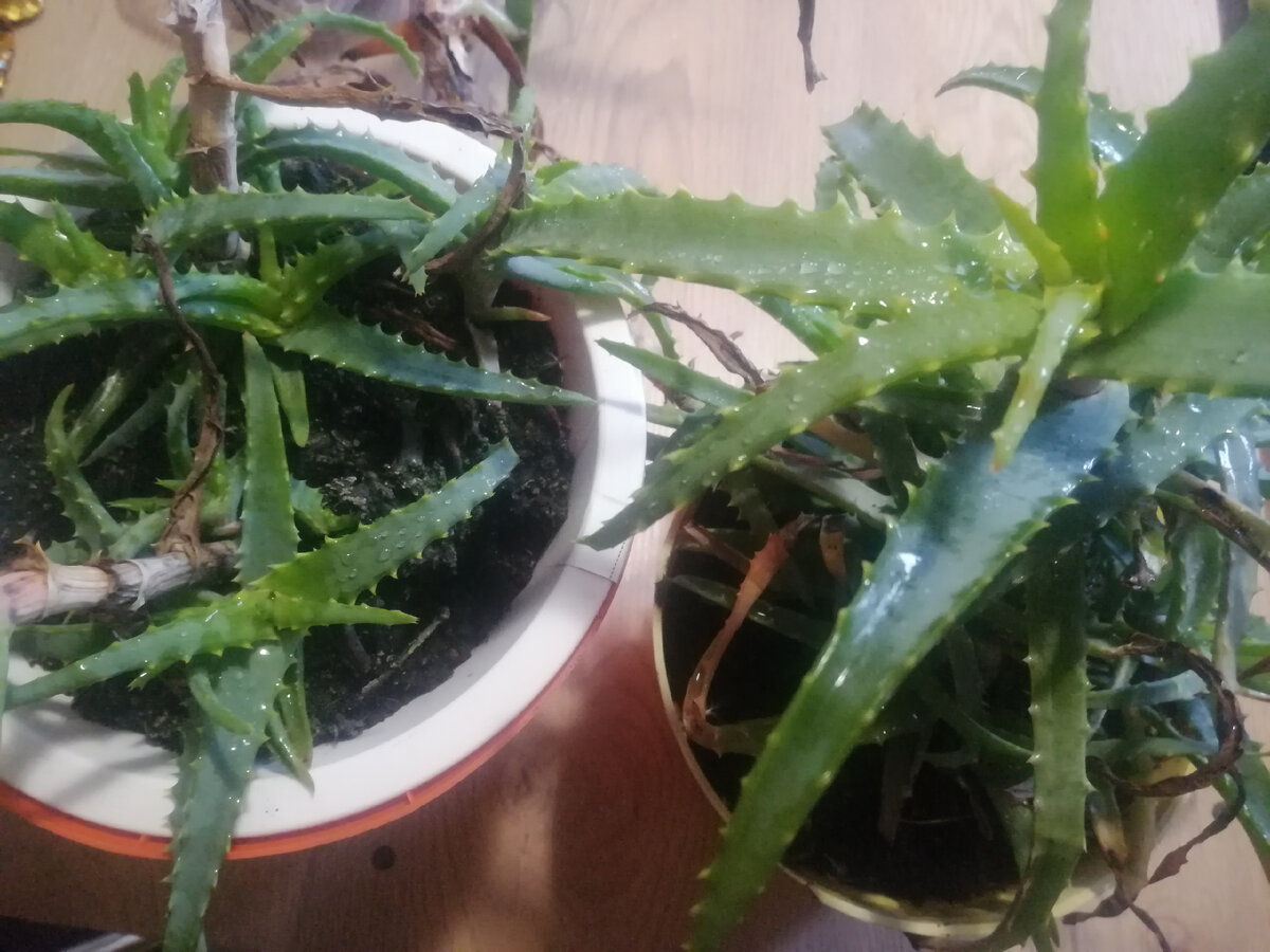 Алоэ сильно пострадал за лето, но все равно растет, в том числе заново.