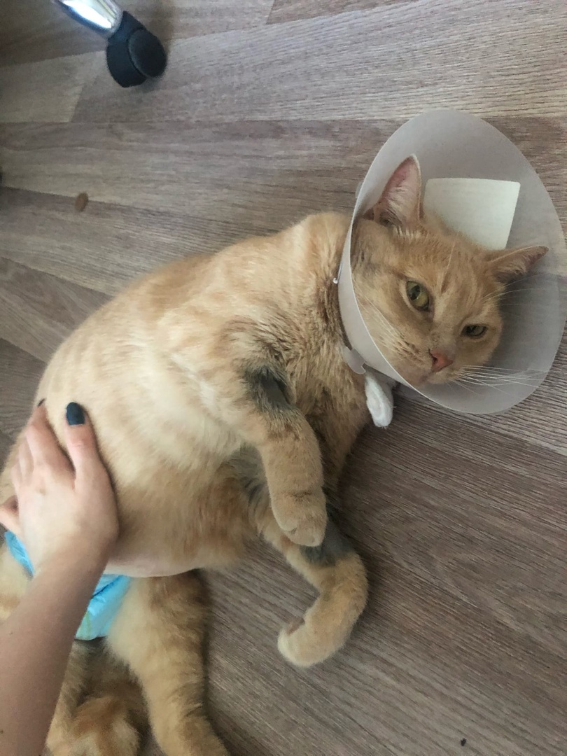 здесь уже вылечили гной глазной и ушных клещей,отмыли и расчесали