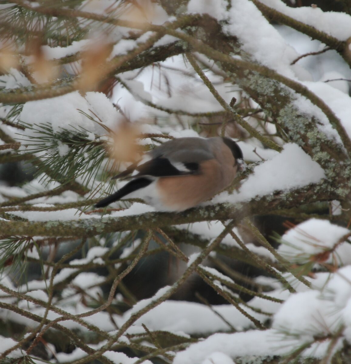 За окошком снегири.......