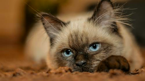 Источник: cat-kitten-pets-tom-cat