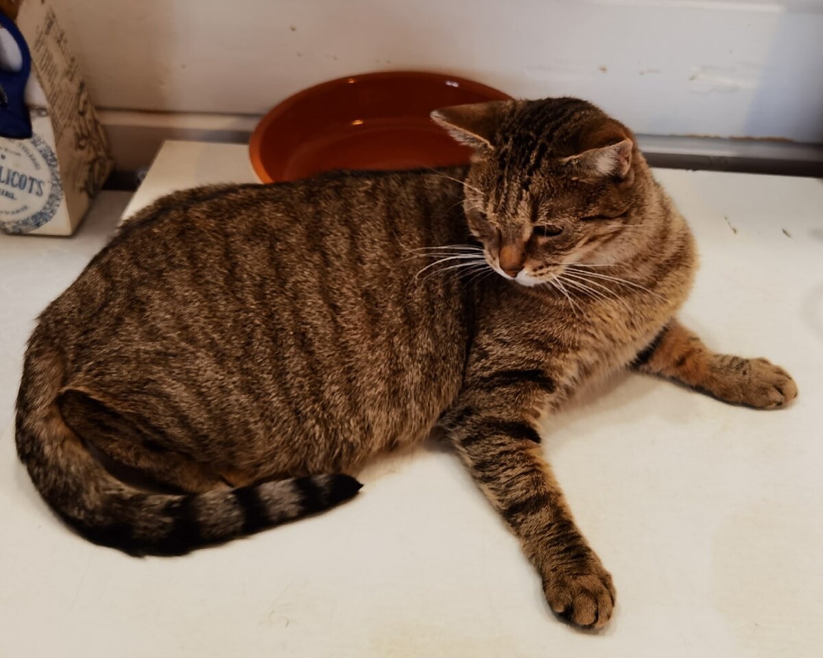 Оськин дом тверь фото. Приют для кошек в твери оськин дом. Оськин дом. Оськин дом приют для кошек где находится. Приют оськин дом деревня глазково.