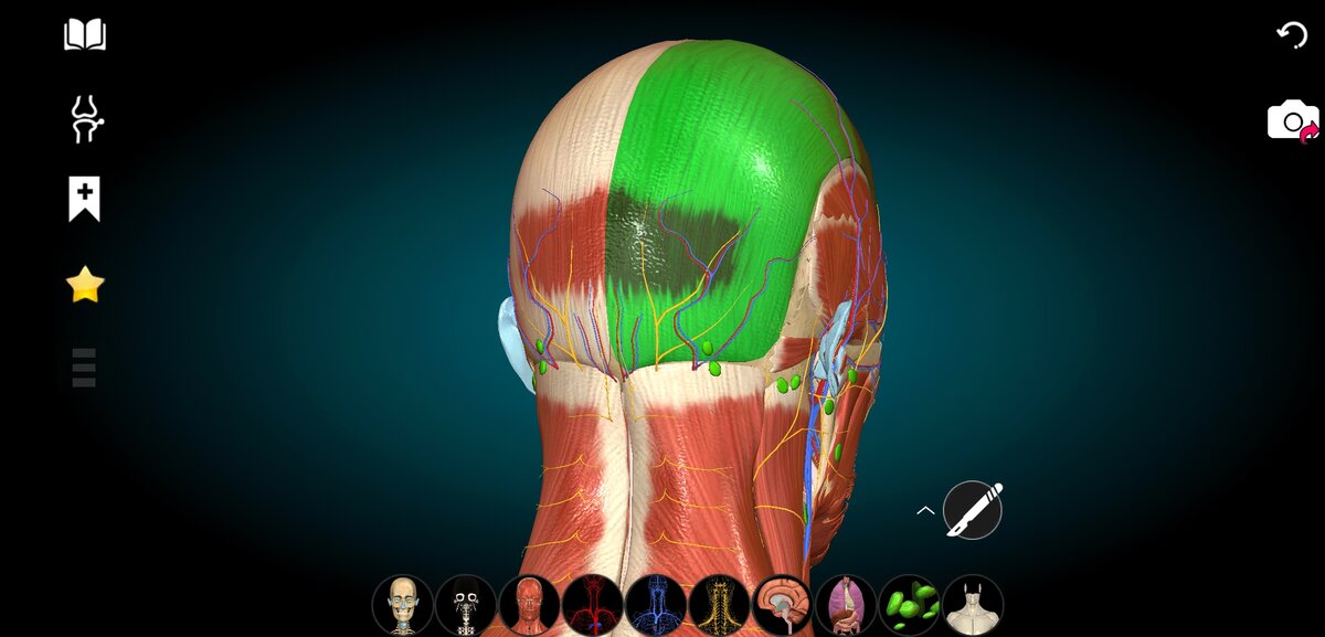 В пространстве лобно-затылочной мышцы лежит множество сосудов, нервов и лимфоузлов 